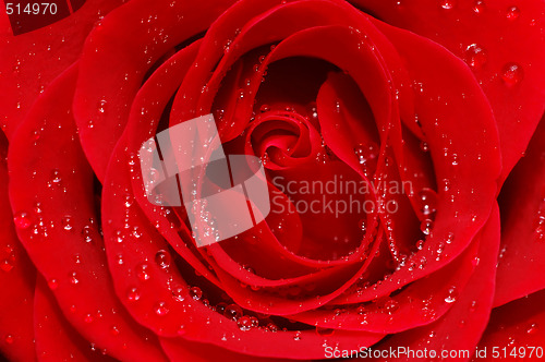 Image of  red rose