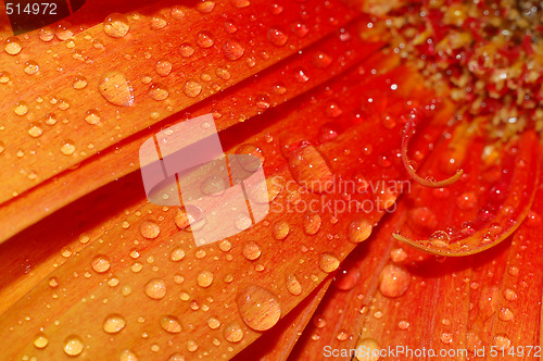 Image of beautiful sunflower petals