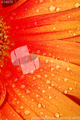 Image of beautiful sunflower petals closeup