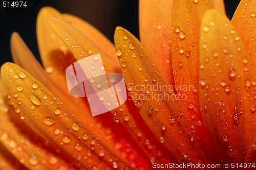 Image of beautiful sunflower petals closeup