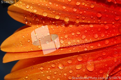 Image of beautiful sunflower petals 