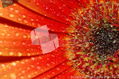 Image of beautiful sunflower petals closeup