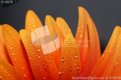 Image of beautiful sunflower petals closeup