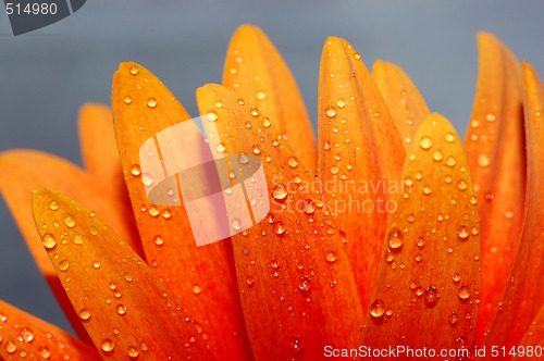 Image of beautiful sunflower petals 