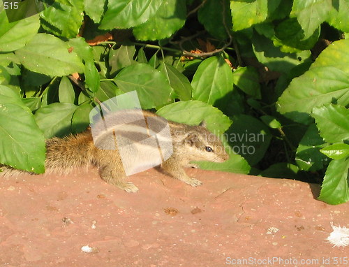 Image of Squirrel