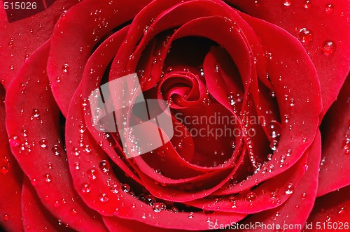 Image of Macro image of red rose 