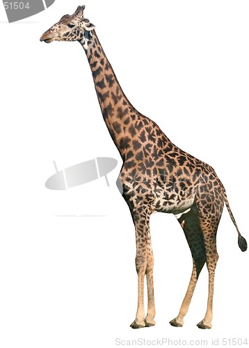 Image of Giraffe