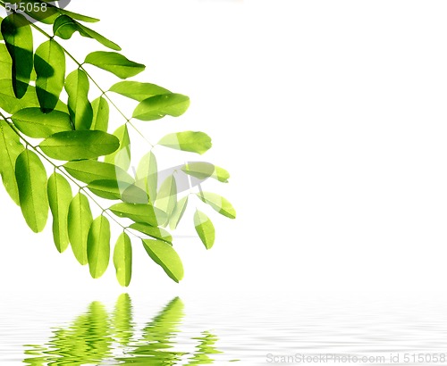 Image of green leaves reflecting in the water