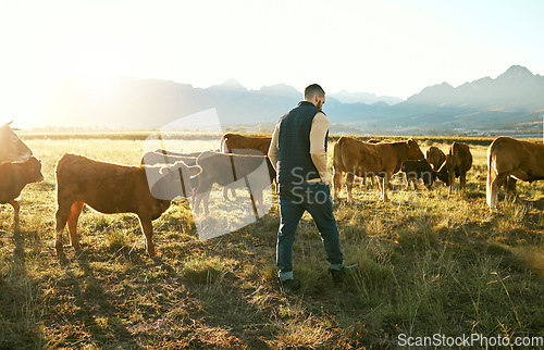 Image of Farm, agriculture and farmer man with cattle eating grass on field outdoors. Agro, sustainability or male small business owner with livestock or cows for meat, dairy or milk production at countryside