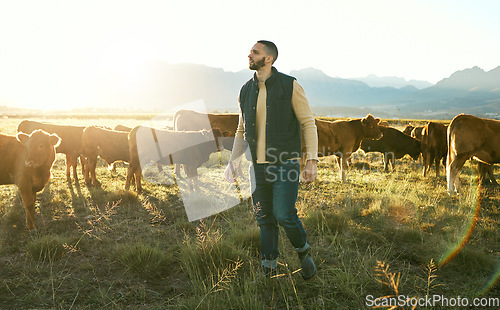 Image of Farming, agriculture and man on farm with cattle eating grass on field. Agro, livestock and male small business farmer thinking of cows for meat, milk or diary production on countryside land outdoors