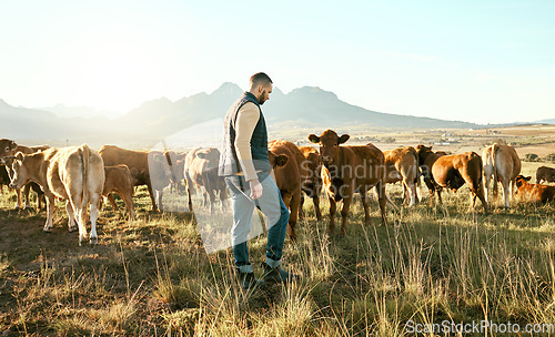 Image of Man, farm and animals for travel in the countryside with cows for growth, production or live stock in the outdoors. Male traveler or farmer in agriculture business on grass field and cattle in nature