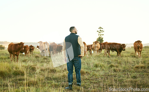 Image of Man, planning or thinking on cow farm field of herd management, dairy export industry or beef sales ideas. Farmer, cattle or bovine group in countryside agriculture or sustainability cows environment