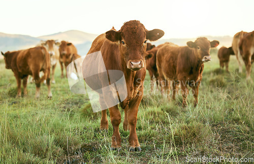 Image of Group of cows, grass or farming landscape in countryside pasture, sustainability environment or South Africa nature. Livestock, bovine or cattle herd for dairy production, beef export or meat trade