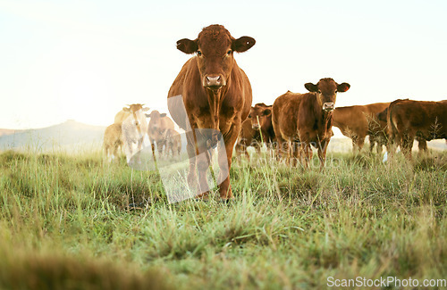 Image of Cows, field and cattle portrait on grass, countryside and dairy farm for sustainable production, growth and ecology. Farming, nature and brown livestock, ranch animals and beef, meat or milk industry