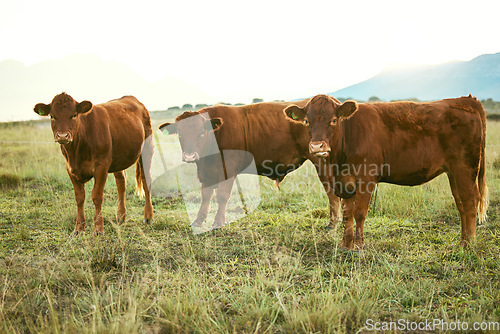 Image of Group of cows, green grass or countryside field environment, sustainability field or agriculture Brazilian farm. Cattle, herd or bovine animals in dairy production, beef meat sales or food industry