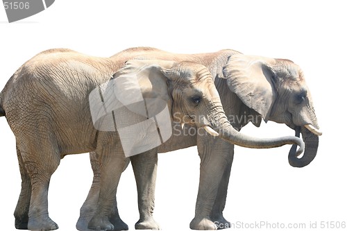 Image of Elephant Couple