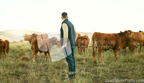 Image of Farmer, man and cattle farm with animal walk, relax and feeding on grass field, agriculture and nature. Farm, mexican man and livestock farming in Mexico countryside for sustainability, meat and milk