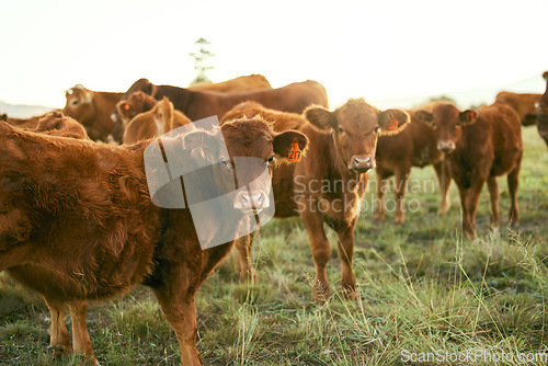 Image of Cow, agriculture and animal on farm, countryside and cattle farming with organic beef, milk and meat industry. Field, grass fed and livestock with sustainability and food, agribusiness and natural.