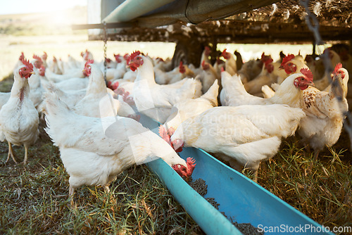 Image of Chicken, farming and poultry on farm for agriculture, livestock and animal feed, nature and outdoor field. Sustainability, growth and green grass with free range birds, organic and natural food.