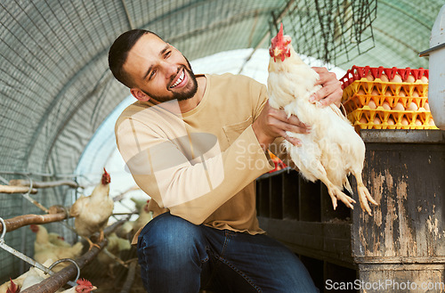 Image of Chicken farmer, animals and farming with a man holding rooster for care, health and wellness of poultry supply in rural countryside. Happy male in bird coop for sustainability of protein or eggs