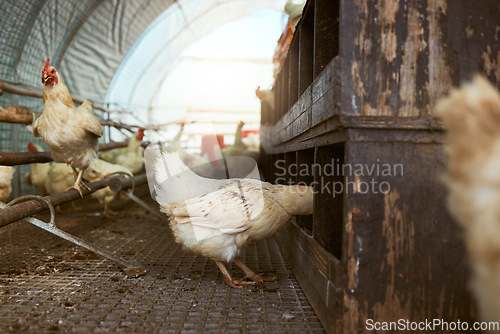 Image of Sustainability, chicken barn and hen farm for production of eggs, manufacturing or laying. Poultry, food and chickens, birds or livestock in shed, coop or shelter for free range meat farming at ranch