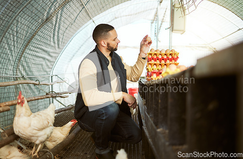 Image of Egg farming, inspection and farmer collecting chicken production for retail sale, agriculture sustainability and market. Sustainable, growth and man on a poultry farm to check food from birds