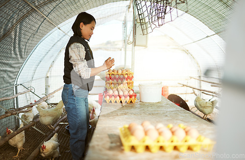 Image of Asian, woman and farm with chicken eggs tray organisation, collection and check for quality assessment. Agriculture, small business and focus of girl poultry farmer working in chicken coop.