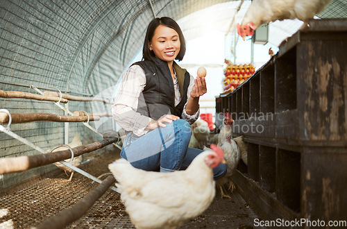 Image of Chicken eggs, woman and farmer check barn for agriculture inspection, quality control or eco bird production. Poultry farming, sustainable production and hen house for food economy in animal industry