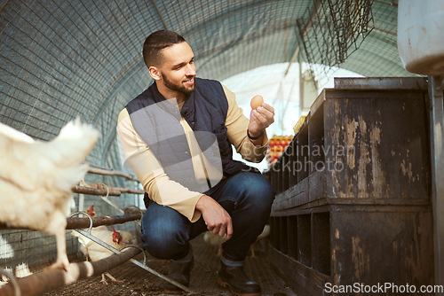 Image of Chicken egg, farm or man check farming product for quality control, bird produce inspection or harvest production. Countryside poultry barn, sustainability or farmer working in animal livestock ranch