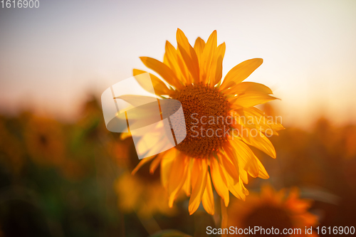 Image of Sunflower at sunset