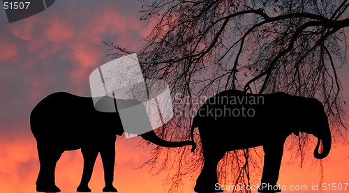 Image of Elephant at Sunrise