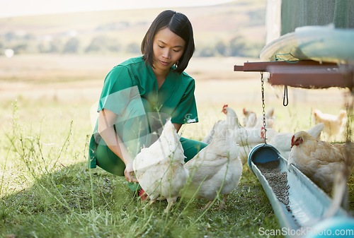 Image of Farming, animal care and Asian woman with chicken for medical checkup, inspection and health exam. Countryside farm, veterinary care and female vet feeding chickens with organic nutrition on field