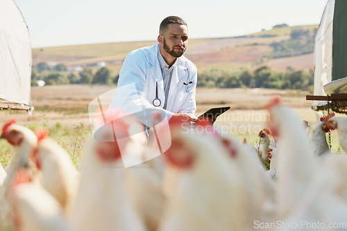 Image of Healthcare, chicken and farm with a vet man using a tablet for research, free range poultry or sustainability farming. Medical, agriculture and technology with a male veterinarian working in medicine