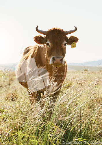Image of Agriculture, farm and portrait of a cow in countryside for farming, dairy and milk production, calm and content. Sustainable farming, cattle and animal in field for sustainability and meat industry