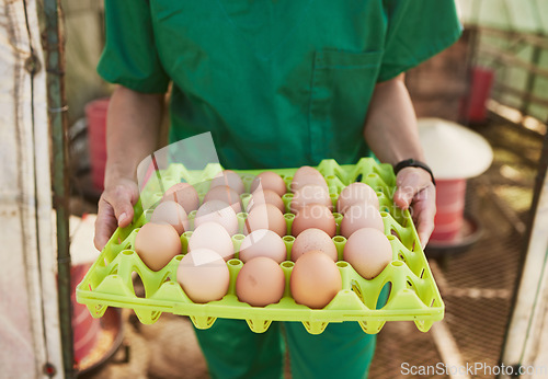 Image of Farm, healthcare and vet woman with egg for health inspection of animal farming product, chicken eggs or farmer produce. Sustainability, quality control and medical veterinary hands for animal care