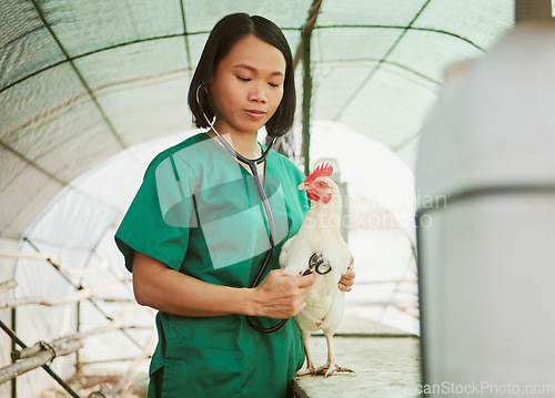 Image of Stethoscope, vet and Asian woman with chicken at farm for health check up, test or examination. Heartbeat, wellness or veterinarian nurse with tool testing bird, animal or hen in barn for healthcare.