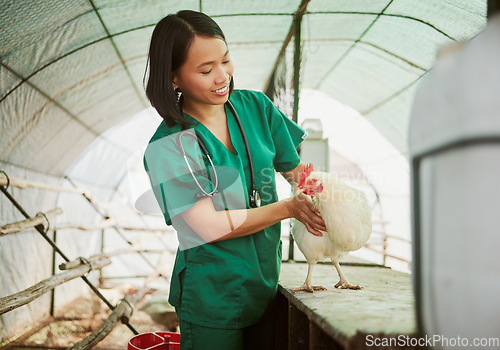 Image of Veterinary, chicken and medical with woman on farm for agriculture, healthcare and illness. Help, poultry and sick with animal nurse in hangar barn for examination, ecological and eco farming