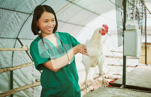 Image of Animal veterinary, chicken farming and woman do medical assessment, inspection or health exam in hen house. Happy asian doctor, poultry and wellness test for bird flu, growth research or care in barn