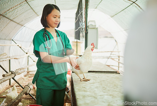 Image of Woman, veterinary or chicken farm check in bird flu vaccine, growth hormone medicine or pet wellness insurance. Happy, healthcare worker or animal doctor and poultry patient on Indonesian countryside