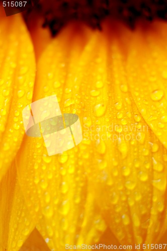 Image of beautiful sunflower petals closeup