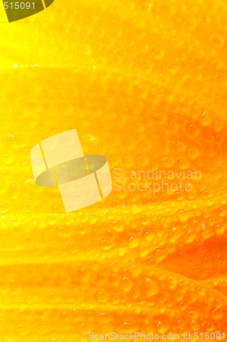 Image of beautiful sunflower petals closeup