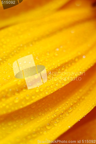 Image of beautiful sunflower petals closeup