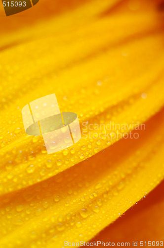 Image of beautiful sunflower petals closeup