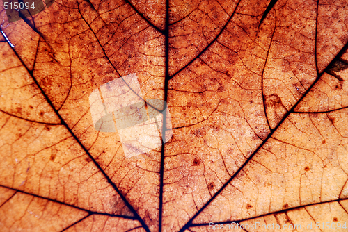 Image of Autumn leaf background