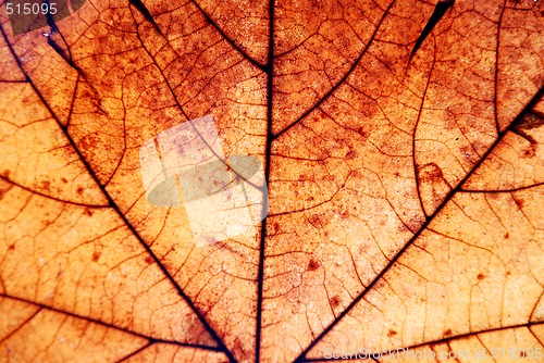 Image of Autumn leaf background