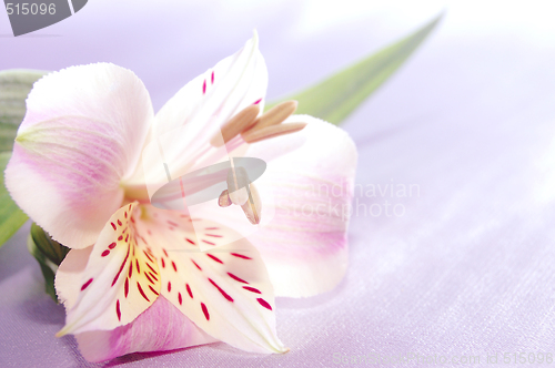 Image of beautiful exotic lilly