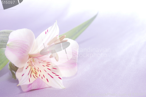 Image of beautiful exotic lilly