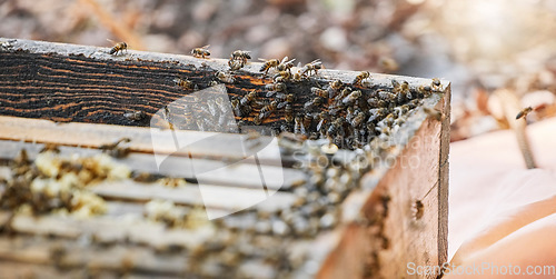 Image of Bees with wood box, bee farming and natural, beeswax and honeycomb for honey production, agriculture and organic product. Insect zoom, beekeeping and organic food with sustainability, nature and farm