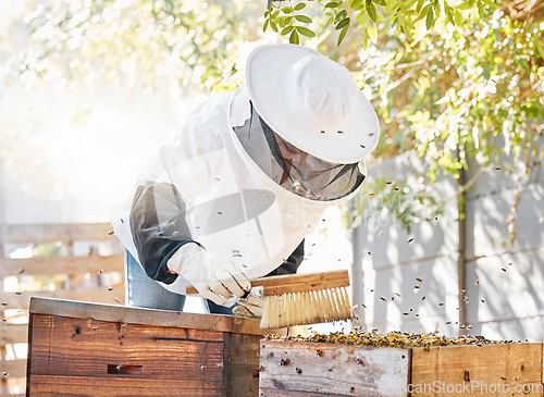 Image of Bees, honey farming and woman with brush at beehive, box and crate for production, eco process and environment. Beekeeper sweeping insects for honeycomb harvest, sustainability and ecology in nature