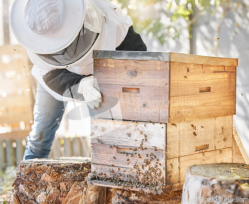 Image of Bees, honey farming and beekeeper with crate, box and beehive for production, inspection process and environment. Beekeeping, insects and honeycomb container for harvest, sustainability and ecology